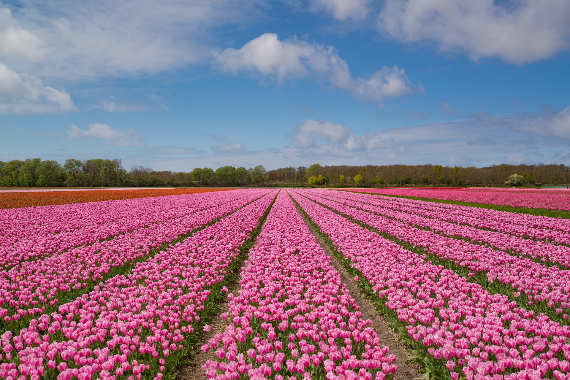 Sustainable Dune & Bulb Region