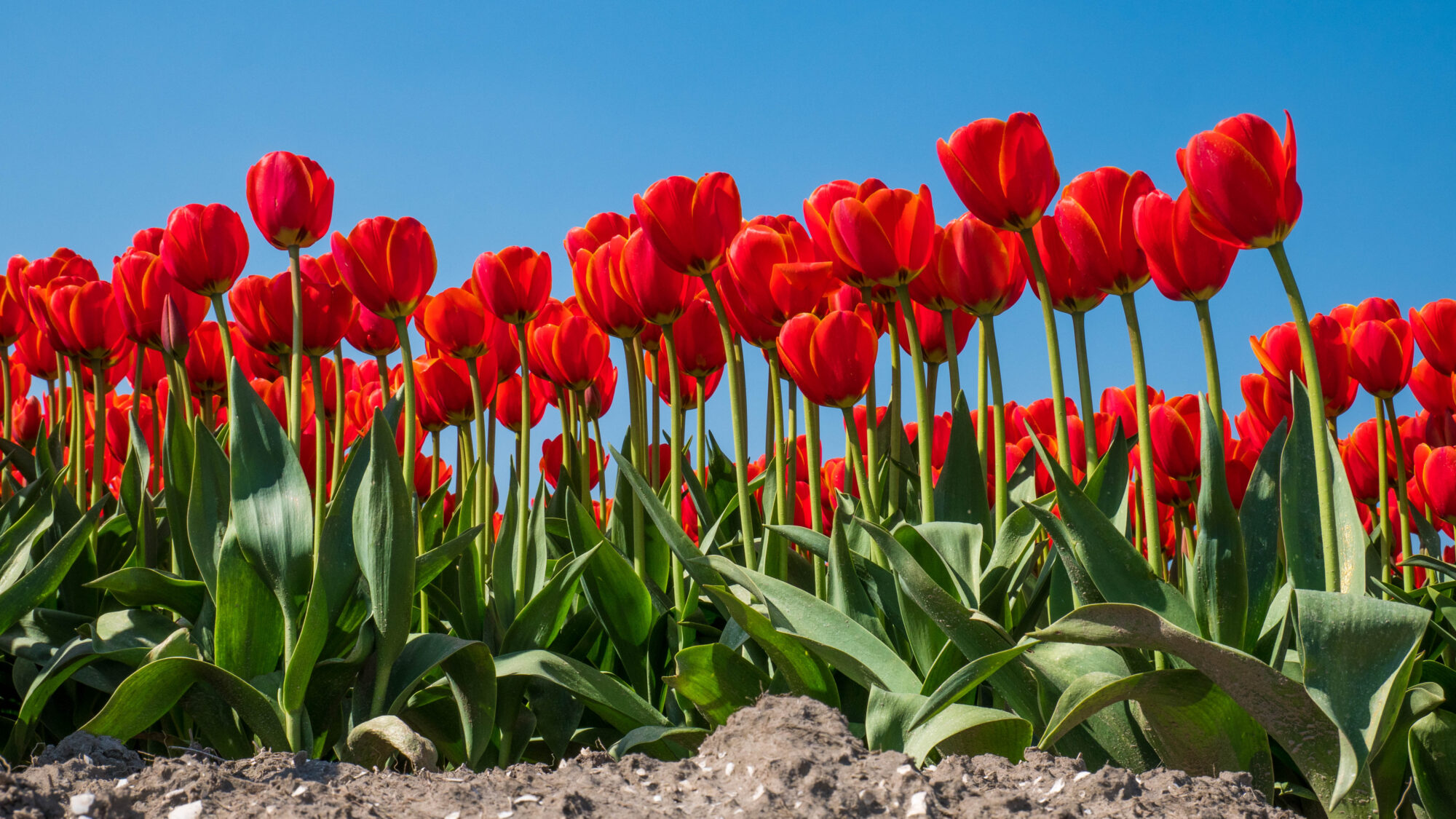 Unique: Together we’re making greenhouse horticulture climate-robust!