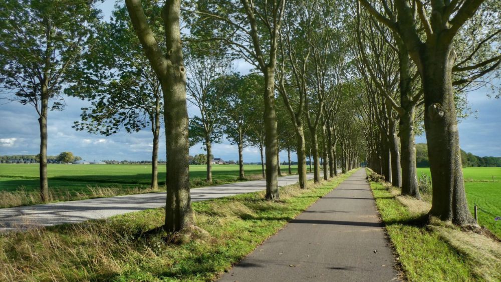 Bomen met weg