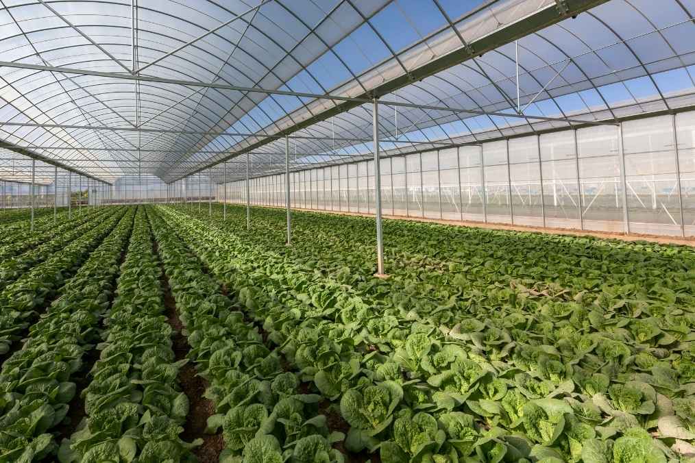 energietransitie glastuinbouw